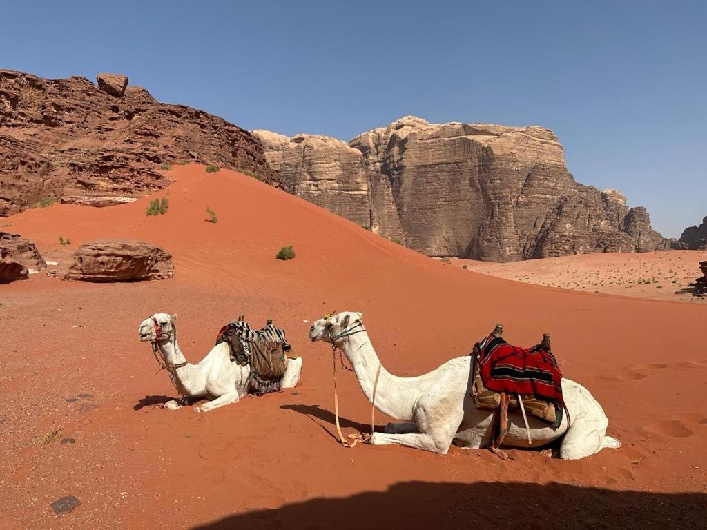 Hotel Bedouin Holidays Camp And Jeep Tours Wadi Rum Esterno foto